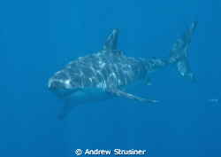 my firts dive trip in 3 years since my back injury.. grea... by Andrew Strusiner 